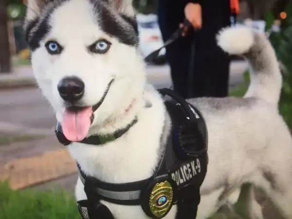 Seriously, why can’t huskies be police dogs?