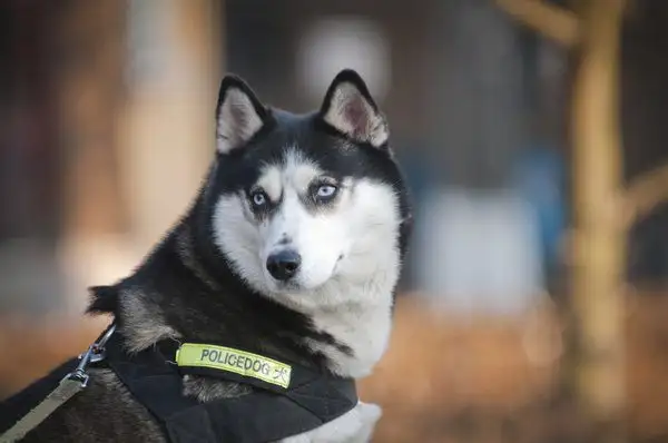 My story with the girl and the Huskies