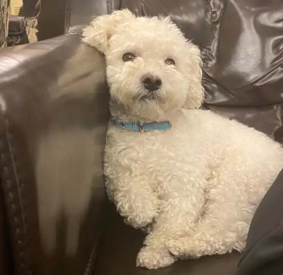 It is easier for a newbie to raise a Bichon Frise