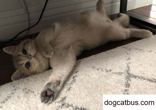 The first cat I raised was named Chuyi