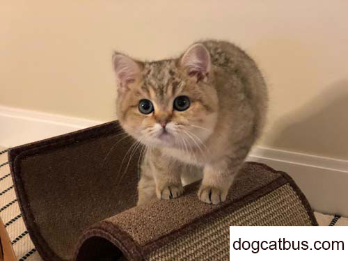 The magical British shorthair Shuke cat