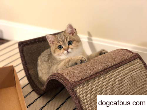 My little orange cat is a British shorthair cream color