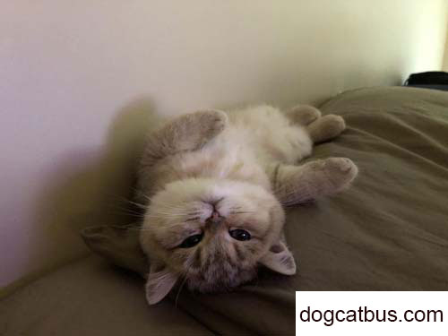 My little orange is a smart British shorthair cat