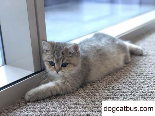 We fell in love with Yugan when we were wandering around the official websites of various catteries.