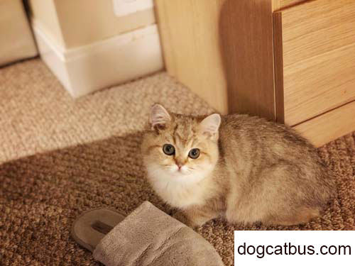 My cat, the short-legged DanJuan (2)