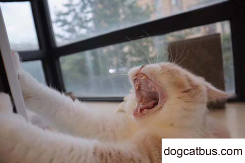 Daily updates of my British shorthair, JuDing