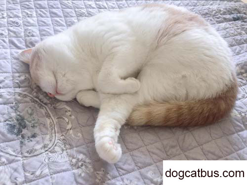 My British shorthair Dagao is a very dramatic cat