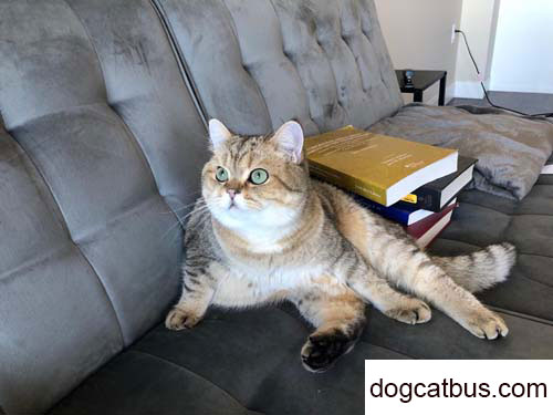 Daily Record of My Cat Son Yuanbao (1)