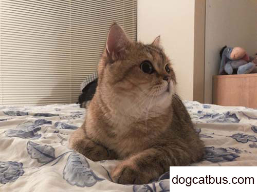 Jinbao is a traditional blue British shorthair cat