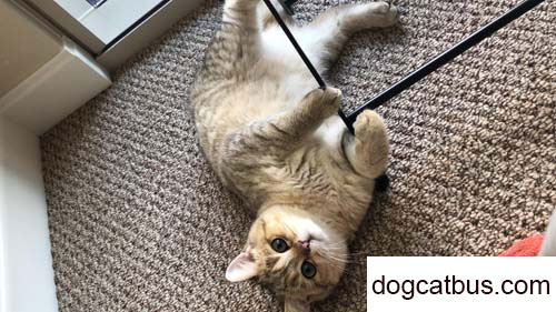 My Xiao Qi (British Shorthair), Your Name is My Story (1)