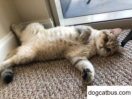 My Xiao Qi (British Shorthair cat), your name is my story (2)