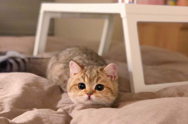 Raising my British shorthair cat BMW is like raising a pig (1)