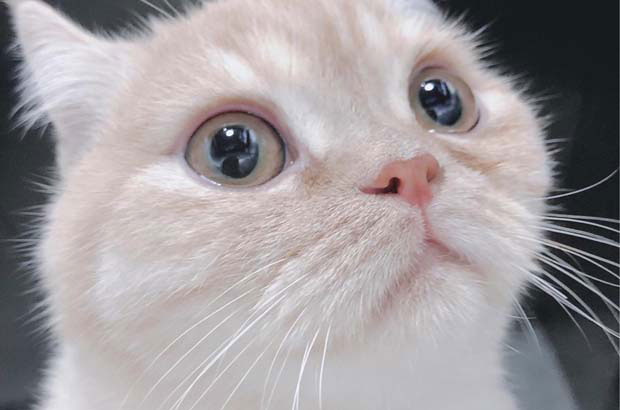 My British shorthair baby is only over 5 months old