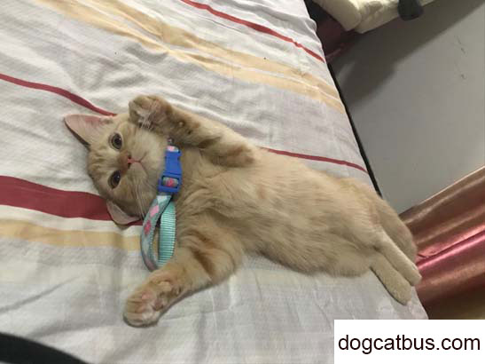 Recording my British shorthair cat Donggua