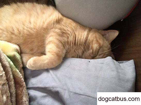 My little British shorthair cat is named Zhonghua