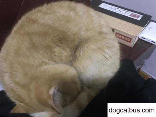 My blue and white British shorthair cat Dudu