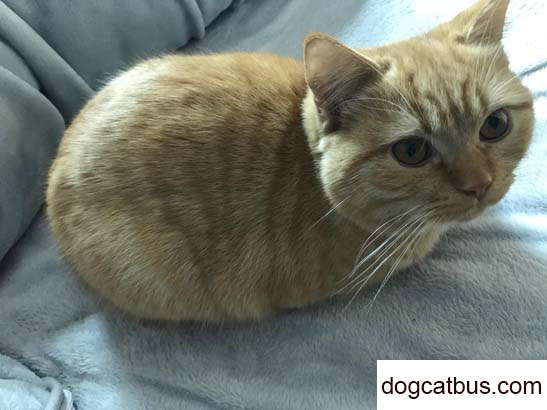 We have a blue-gold tabby cat named Coke