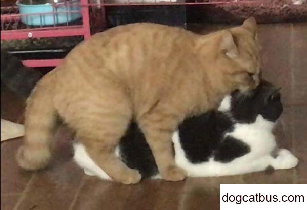 Curry, the British shorthair cat, has become Fat Curry