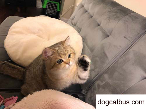 My British shorthair cat, Char Siu, has beautiful eyes