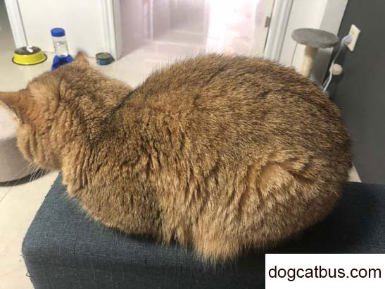 Daily life of my British shorthair cat Xiao Luoyang (2)