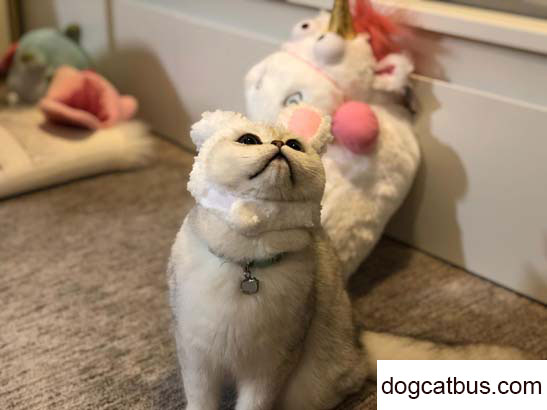 When raising a British shorthair cat, you must remember not to let it grow too fat