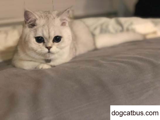 Daily life of my English longhaired cat Purple (2)