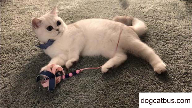 Daily life of my British shorthair cat Fatty
