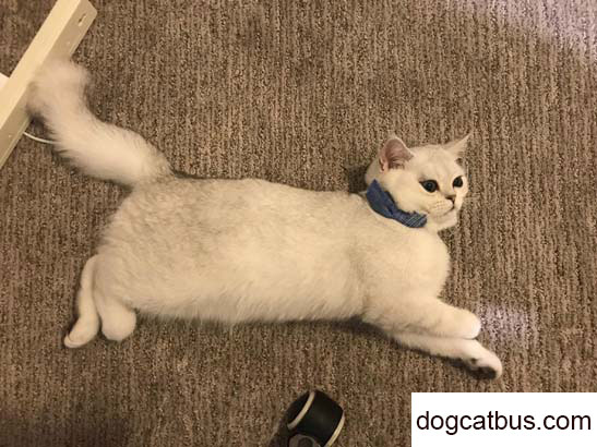 British Shorthair cats are really gentle and docile! (1)