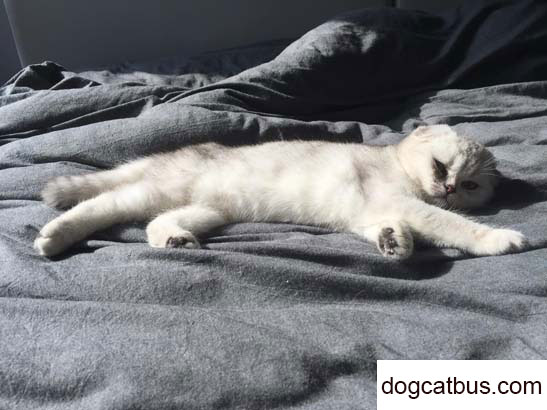 My British shorthair cat Tangtang is so cute.