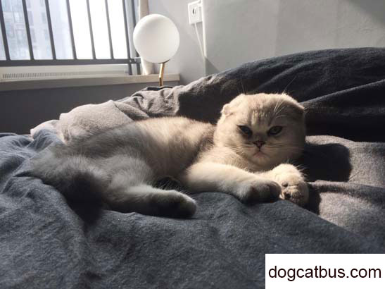 Rice is a lovely British shorthair cat, she is becoming more and more clingy and loves to act like a spoiled child (2)
