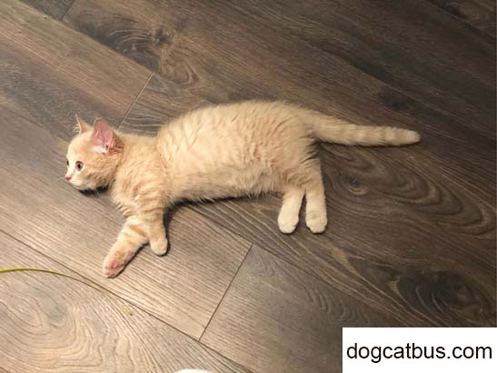 Rice is a lovely British shorthair cat, becoming more and more clingy and loves to act like a spoiled child (4)