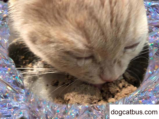 Mifan is a lovely British shorthair cat, becoming more and more clingy and loves to act like a spoiled child (5)