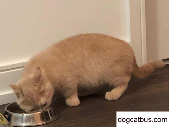 The little cat did nothing wrong. I gave him too much freedom. (2)