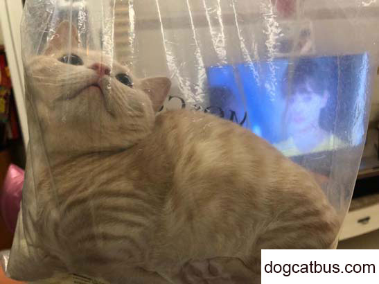 The longer I spend with my British shorthair cat, the more I like to stick to it