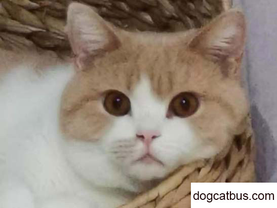 Daily Record of My British Shorthair Cat Ah Chou (1)