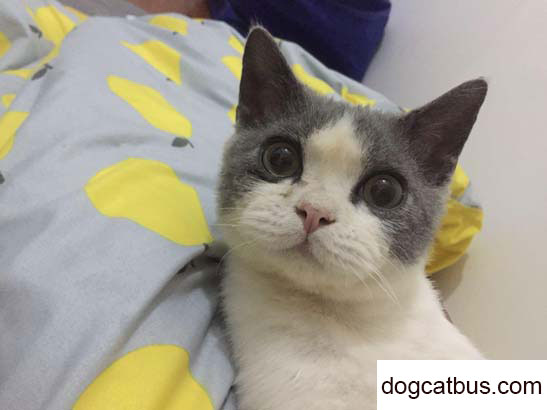 My British Shorthair Cat, Little Cat Sang