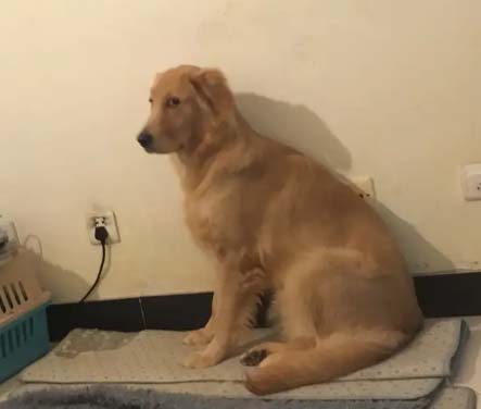 MengMeng, a golden retriever, frequently asked questions about his daily routine and golden retriever outing