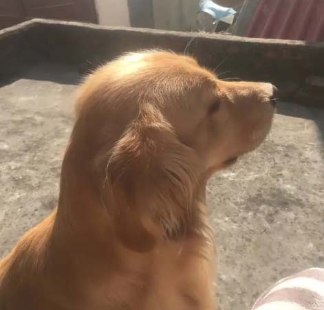 The dog loves you with his whole life, and whoever raises it knows
