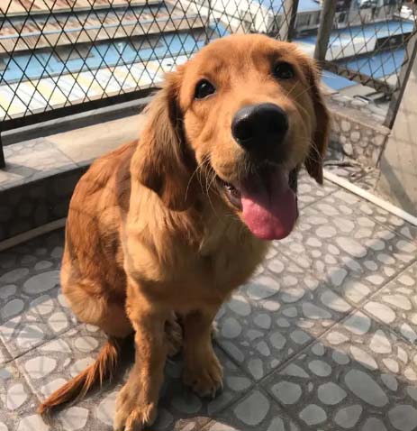 The obedient golden retriever