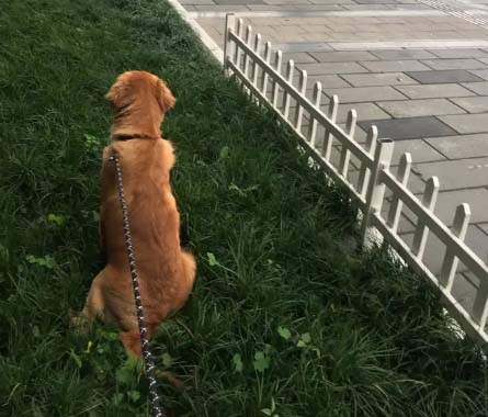 Chika, the golden retriever, is a new dog every day (2)