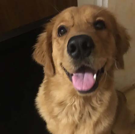 Golden Retriever Money’s daily life