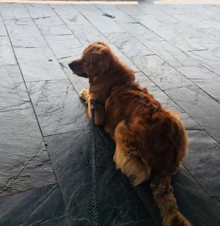 Golden Retriever Money’s Daily Life (2)