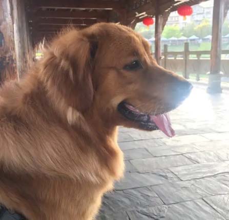 Raising a golden retriever is like raising a child who can’t talk but is very good and warm