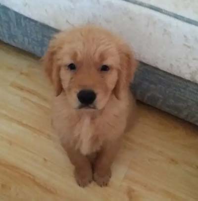 Talk about the advantages of golden retriever and the life with golden retriever