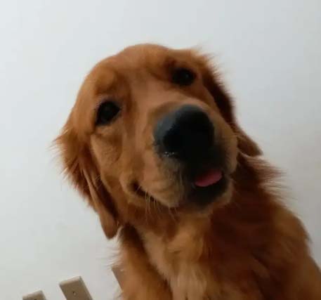 My family’s Golden Retriever Egg Yolk Daily