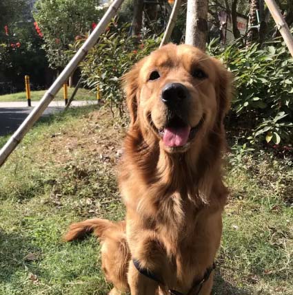 My golden retriever haha