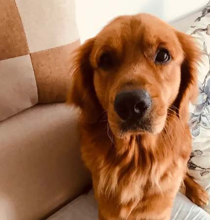 My Gillian is a golden retriever