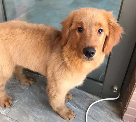 The lonely golden retriever Gillian