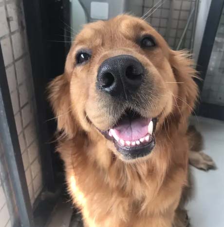 I can’t help showing off my golden retriever.