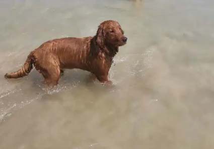 My golden retriever Wang Ergou is so well behaved